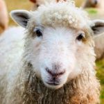 تأثیر آب سالم در پرورش گوسفند